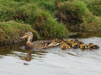 Anas platyrhynchos 3, Wilde eend, Saxifraga-Piet Munsterman