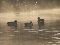 Anas platyrhynchos 32, Wilde eend, Saxifraga-Jan Nijendijk
