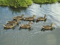 Anas platyrhynchos 34, Wilde eend, Saxifraga-Piet Munsterman