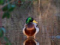 Anas platyrhynchos 35, Wilde eend, Saxifraga-Hans Dekker