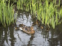 Wilde eend met pulletjes  Female Mallard (Anas platyrhynchos) with chicks : bird, birds, chicken, chickens, duck, duckling, ducklings, ducks, fauna, pulli, pullus, spring, springtime, waterfowl, young, youth