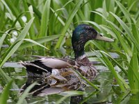 Anas platyrhynchos 41, Wilde eend, Saxifraga-Henk Baptist