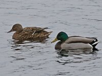 Anas platyrhynchos 42, Wilde eend, Saxifraga-Henk Baptist
