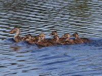 Anas platyrhynchos 43, Wilde eend, Saxifraga-Henk Baptist