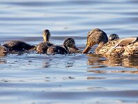 Anas platyrhynchos 46, Wilde eend, Saxifraga-Bart Vastenhouw