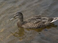 Anas platyrhynchos 55, Wilde eend, Saxifraga-Willem van Kruijsbergen