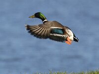 Anas platyrhynchos 8, male, Wilde eend, Saxifraga-Piet Munsterman