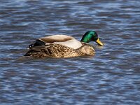 Anas platyrhynchos 98, Wilde eend, Saxifraga-Bart Vastenhouw