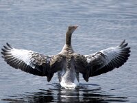 Anser anser 101, Grauwe gans, adult, Saxifraga-Theo Verstrael