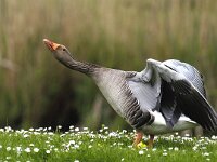 Anser anser 19, Grauwe gans, Saxifraga-Piet Munsterman