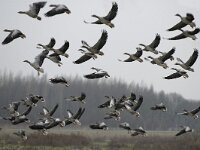 Anser anser 24, Grauwe gans, Saxifraga-Piet Munsterman