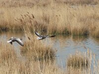 Anser anser 27, Grauwe gans, Saxifraga-Jan van der Straaten