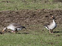 Anser anser 41, Grauwe gans, Saxifraga-Harry van Oosterhout