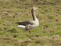 Anser anser 44, Grauwe gans, Saxifraga-Kees van Berkel : Blue Elephant, grauwe gans