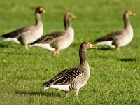 Anser anser 46, Grauwe gans, adults, Saxifraga-Theo Verstrael