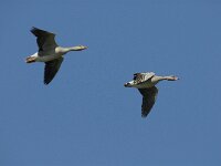 Anser anser 5, Grauwe gans, Saxifraga-Jan van der Straaten
