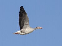 Anser anser 50, Grauwe gans, Saxifraga-Mark Zekhuis.jpg