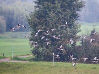 Anser anser 52, Grauwe gans, Saxifraga-Bart Vastenhouw
