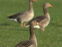 Anser anser 54, Grauwe gans, Saxifraga-Theo Verstrael