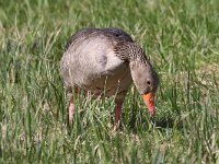 Anser anser 62, Grauwe gans, Saxifraga-Henk Baptist