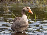 Anser anser 67, Grauwe gans, Saxifraga-Bart Vastenhouw