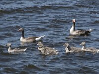 Anser anser 89, Grauwe gans, Saxifraga-Willem van Kruijsbergen