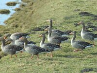 Anser anser 9, Grauwe gans, Saxifraga-Jan van der Straaten