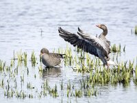 Anser anser 98, Grauwe gans, pair, Saxifraga-Theo Verstrael