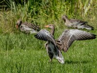 Anser anser 102, Grauwe gans, adult, Saxifraga-Theo Verstrael
