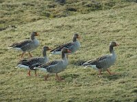 Anser anser 12, Grauwe gans, Saxifraga-Jan van der Straaten