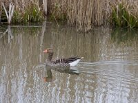 grauwe gans  grauwegans : Anser anser