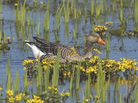 Anser anser 17, Grauwe gans, Saxifraga-Piet Munsterman