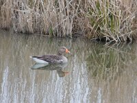 grauwe gans  grauwegans : Anser anser