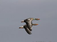 Anser anser 36, Grauwe gans, Saxifraga-Harry van Oosterhout