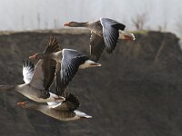 Anser anser 39, Grauwe gans, Saxifraga-Harry van Oosterhout