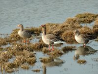 Anser anser 4, Grauwe gans, Saxifraga-Jan van der Straaten