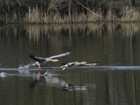Anser anser 42, Grauwe gans, Saxifraga-Harry van Oosterhout