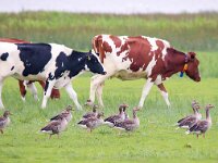 Anser anser 57, Grauwe gans, Saxifraga-Bart Vastenhouw