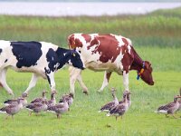 Anser anser 58, Grauwe gans, Saxifraga-Bart Vastenhouw