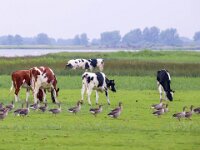 Anser anser 59, Grauwe gans, Saxifraga-Bart Vastenhouw