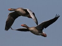 Anser anser 64, Grauwe gans, Saxifraga-Henk Baptist