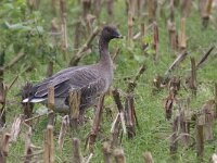 Anser brachyrhynchus 3, Kleine rietgans, Saxifraga-Mark Zekhuis