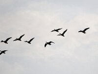 Anser brachyrhynchus 6, Kleine rietgans, Saxifraga-Bart Vastenhouw