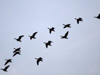 Anser brachyrhynchus 7, Kleine rietgans, Saxifraga-Bart Vastenhouw