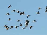 Anser fabalis 2, Rietgans, Saxifraga-Piet Munsterman