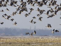 Anser fabalis 5, Rietgans, Saxifraga- Mark Zekhuis