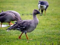 Anser serrirostris 11, Toendrarietgans, Saxifraga-Bart Vastenhouw