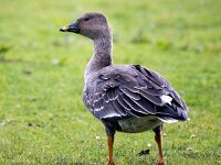 Anser serrirostris 12, Toendrarietgans, Saxifraga-Bart Vastenhouw