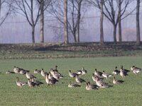Anser serrirostris 2, Toendrarietgans, Saxifraga-Peter Meininger