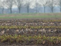 Anser serrirostris 3, Toendrarietgans, Saxifraga-Mark Zekhuis